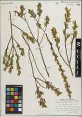 Foto von Salix pedicellaris Pursh
